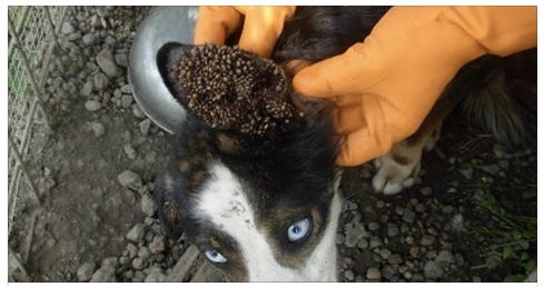 PRESTATE ATTENZIONE SOPRATTUTTO IN QUESTO PERIODO: SE LI NOTATE SUL VOSTRO CANE INTERVENITE SUBITO - 04/06/2017